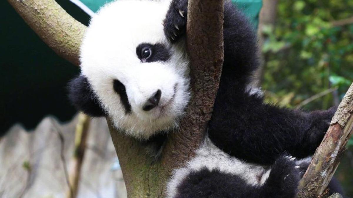 Hình nền máy tính gấu trúc xinh miễn phí