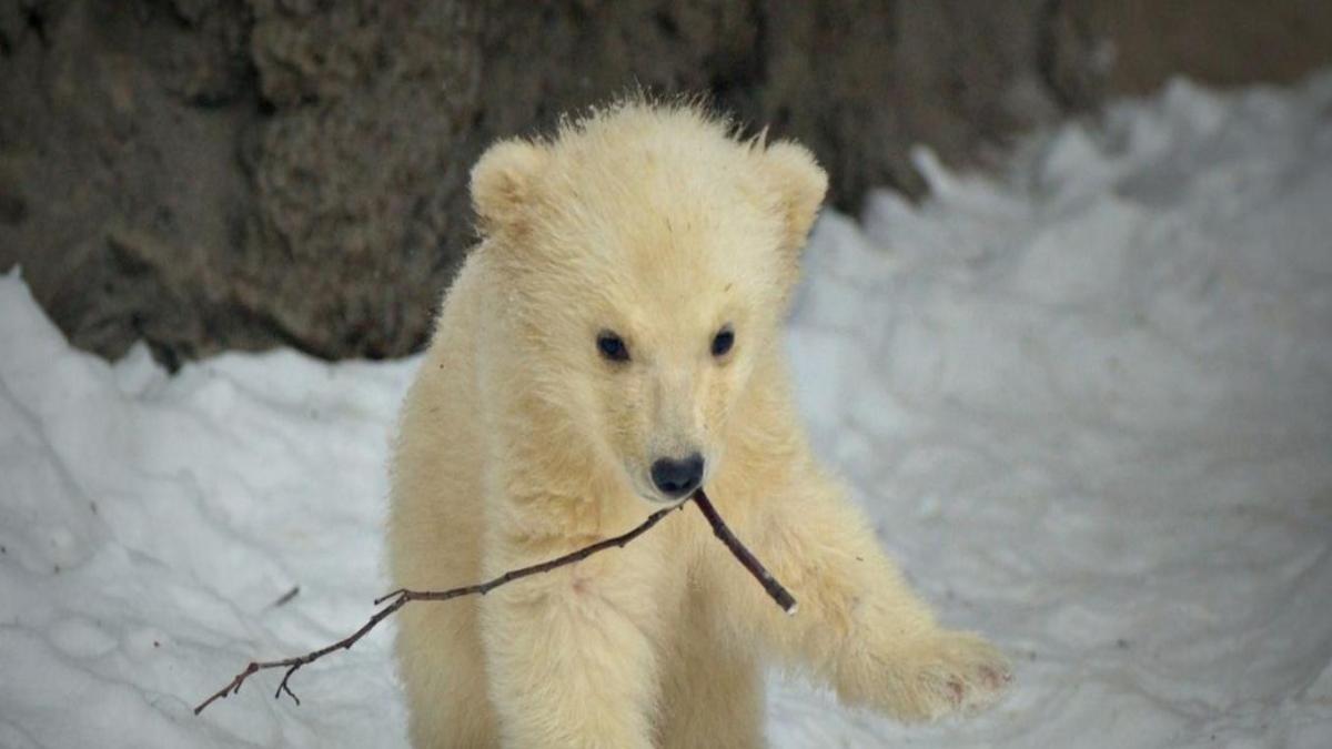 Ảnh nền gấu tuyết cho máy tính full HD 