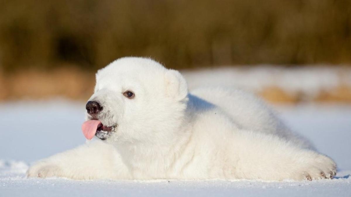 Ảnh nền gấu tuyết cho máy tính full HD 