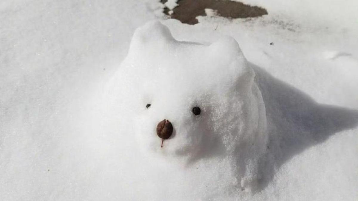 Ảnh nền gấu tuyết cho máy tính full HD 