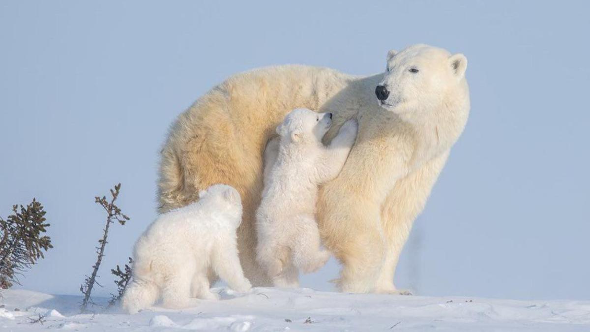 Ảnh nền gấu tuyết cho máy tính full HD 