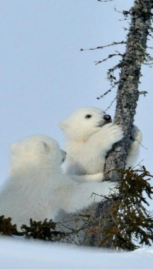 Hình nền điện tgoaij ảnh gấu tuyết trắng cute 